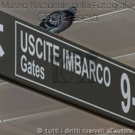 Alessandro Bacchetti_Piccione Viaggiatore